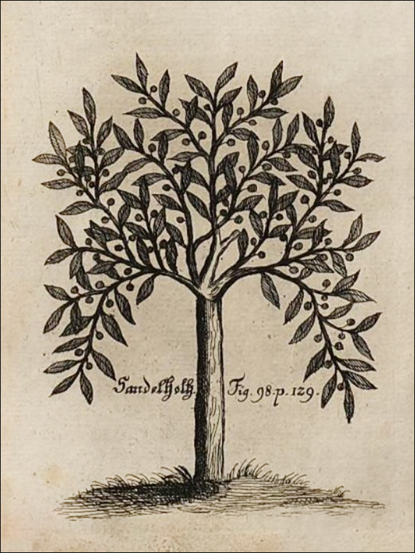 400 - Sandelholz - 1717 - Abbildung - Detail Sandelholz