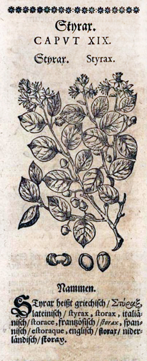 Styrax - Kräuterbuch 1678 - Detailansicht
